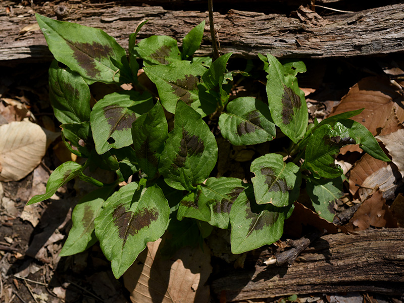 Persicaria virginiana