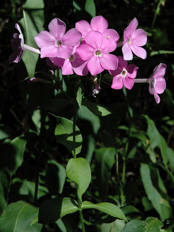 Phlox paniculata