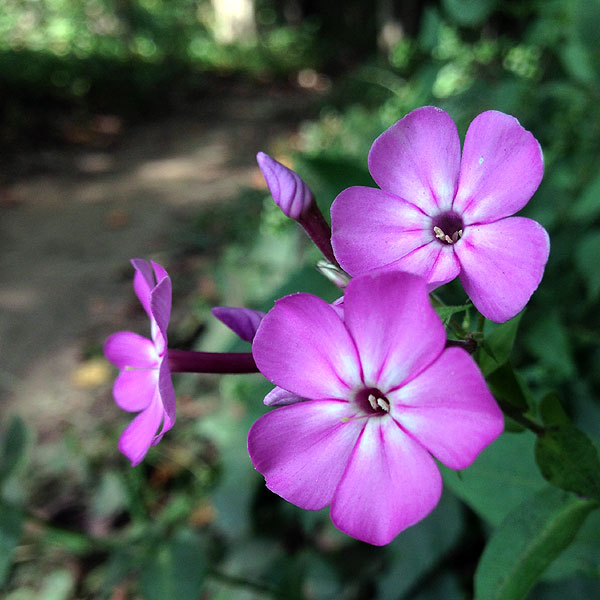 Fall Phlox