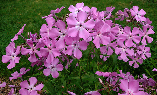 Phlox pilosa subsp. pilosa