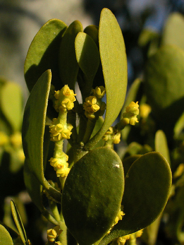 American Mistletoe