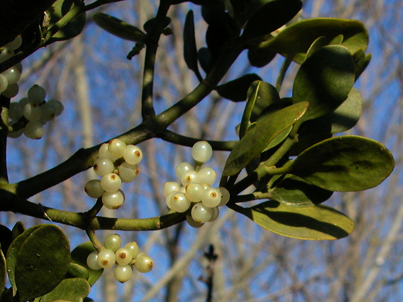 American Mistletoe