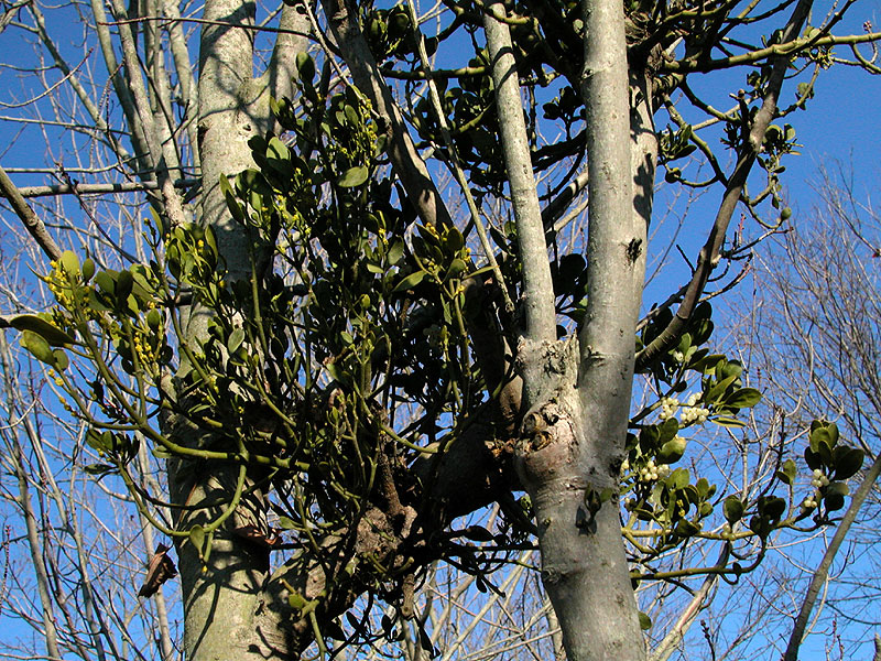 Phoradendron serotinum subsp. serotinum