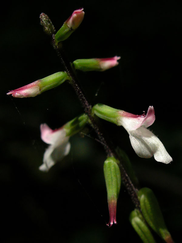 Phryma leptostachya var. leptostachya