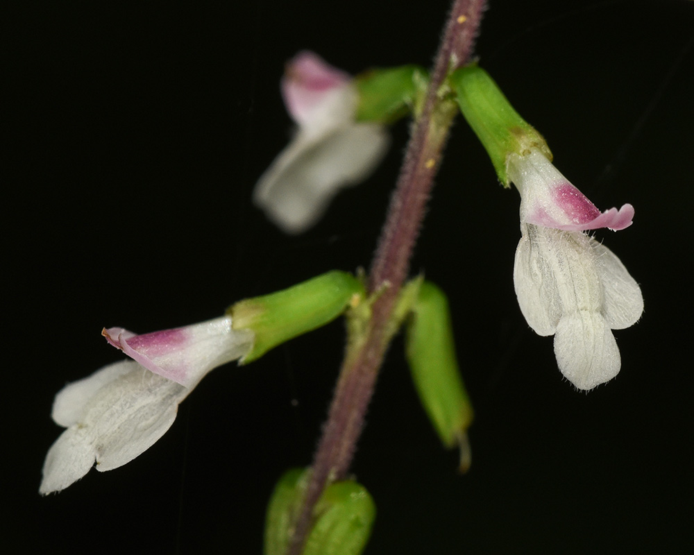 Phryma leptostachya var. leptostachya