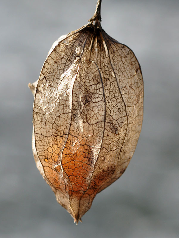 Physalis longifolia var. subglabrata