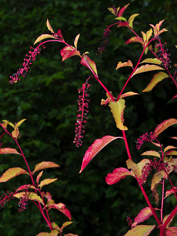 Phytolacca americana