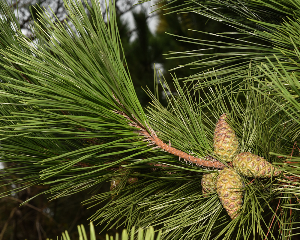 Pinus thunbergiana