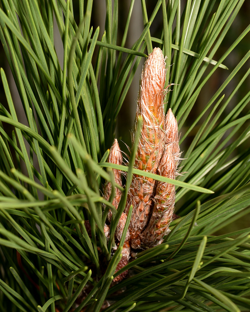 <i>Pinus thunbergiana</i>