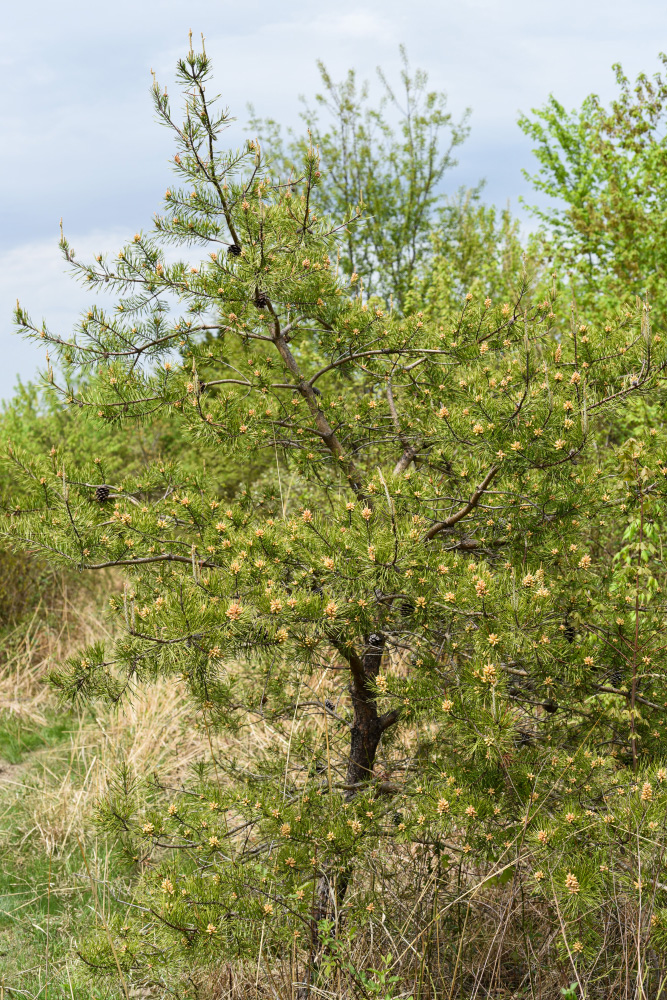 Pinus virginiana