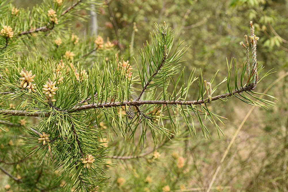 Pinus virginiana