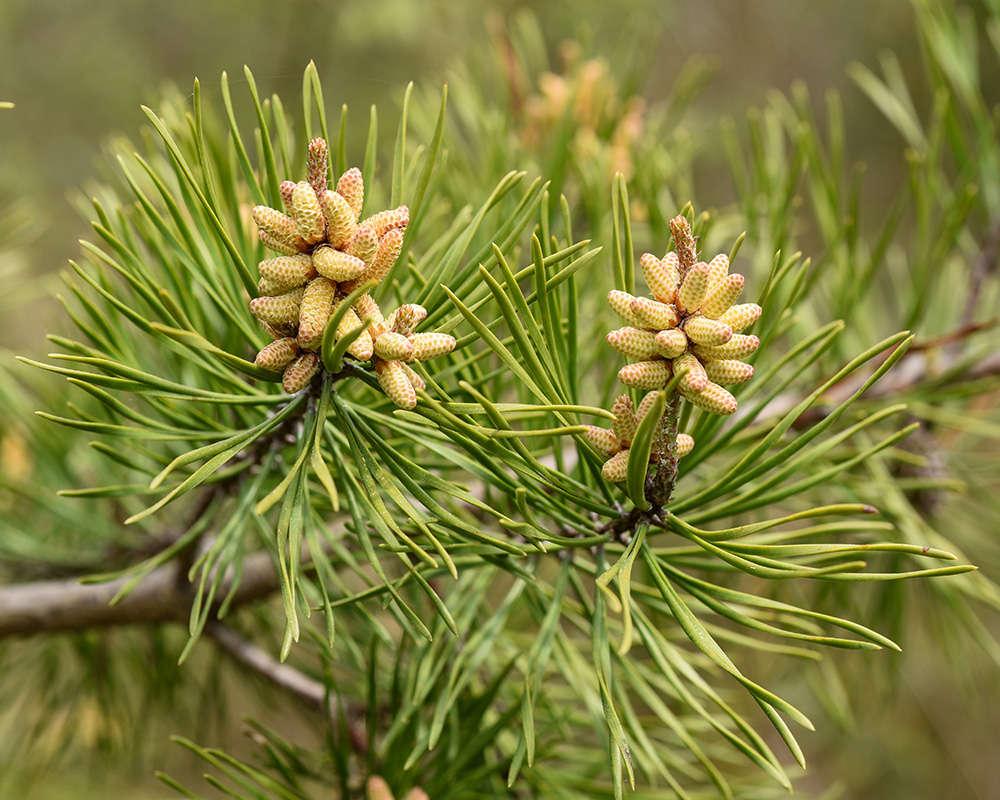 Pinus virginiana