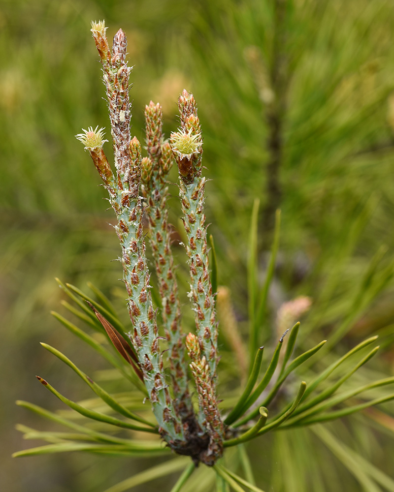 Pinus virginiana