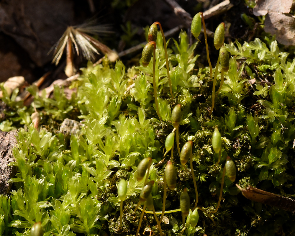 <i>Plagiomnium cuspidatum</i>