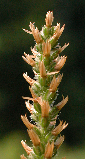 Plantago virginica