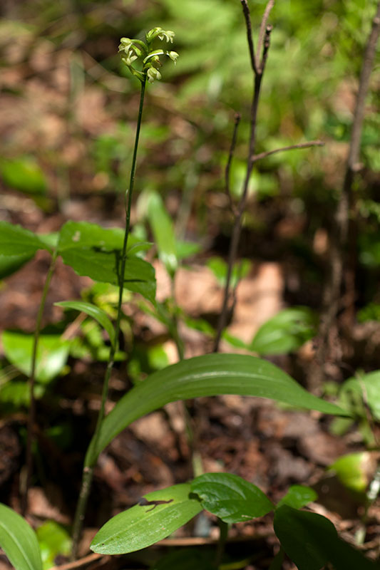 Small Green Woodland Orchid