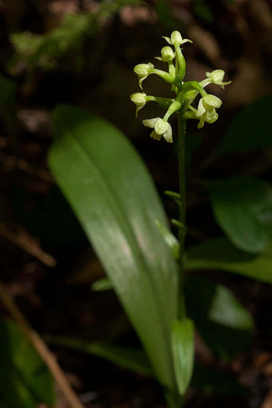 Small Green Woodland Orchid