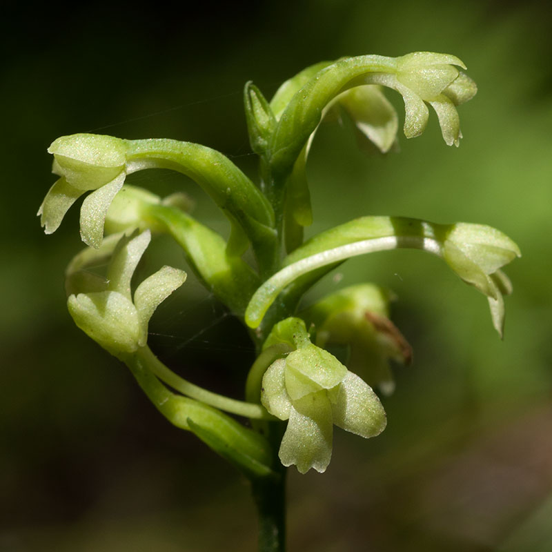 Platanthera clavellata