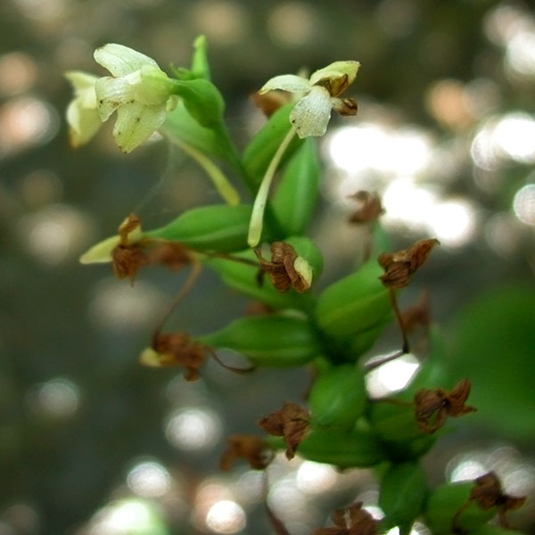 Small Green Woodland Orchid