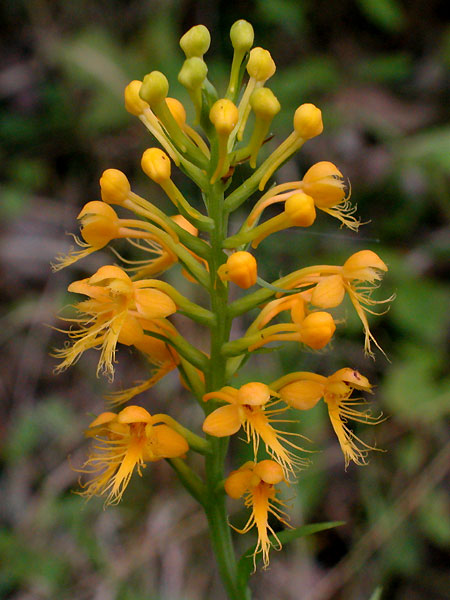 Yellow-crested Orchis