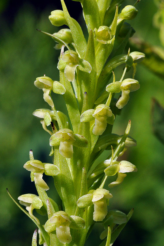 Platanthera flava var. herbiola