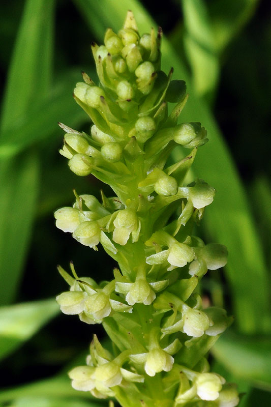 Platanthera flava var. herbiola