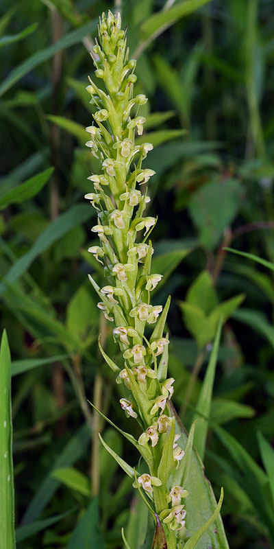 Platanthera flava var. herbiola