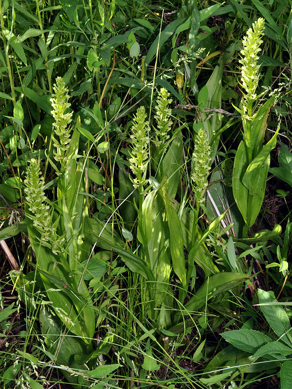 Platanthera flava var. herbiola