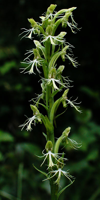 Platanthera lacera