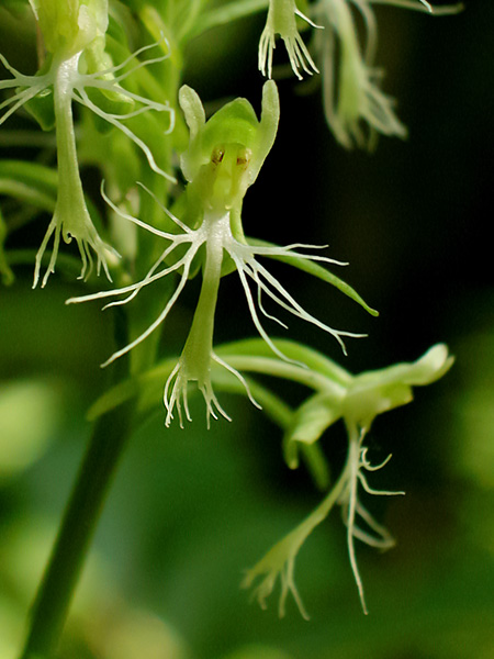 Platanthera lacera