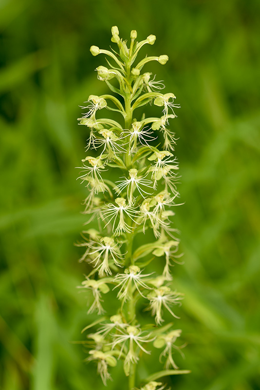 Platanthera lacera