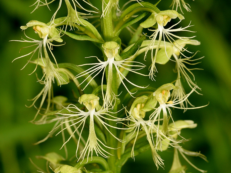 Platanthera lacera