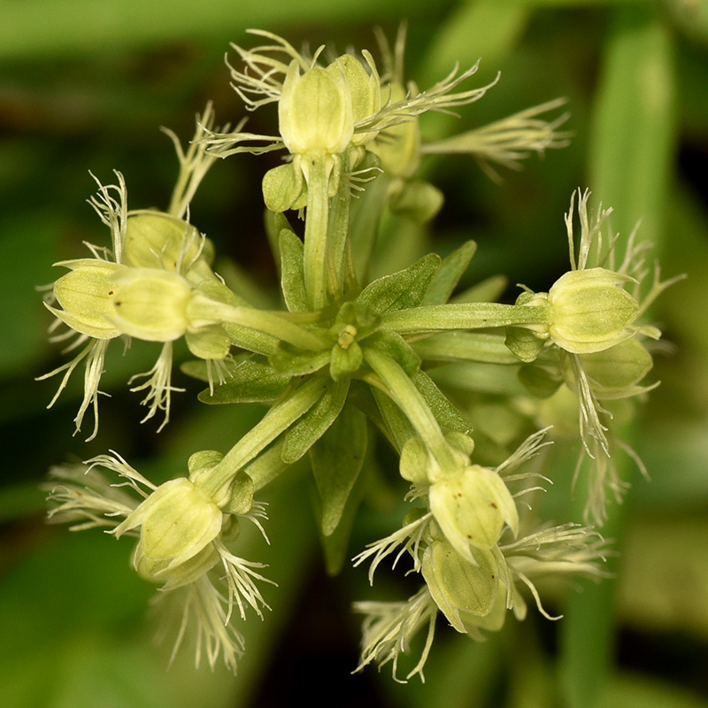 Platanthera lacera