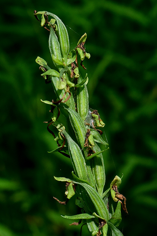 Platanthera lacera