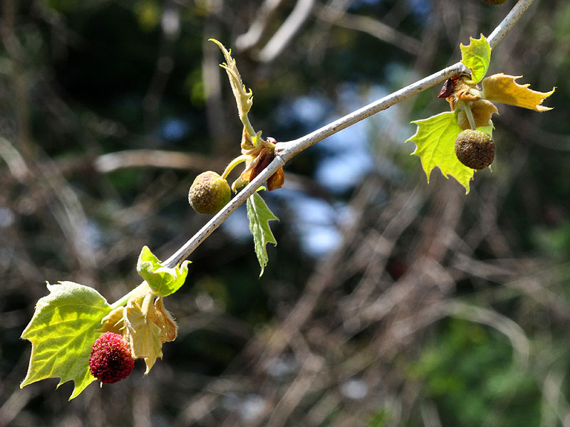 Platanus occidentalis