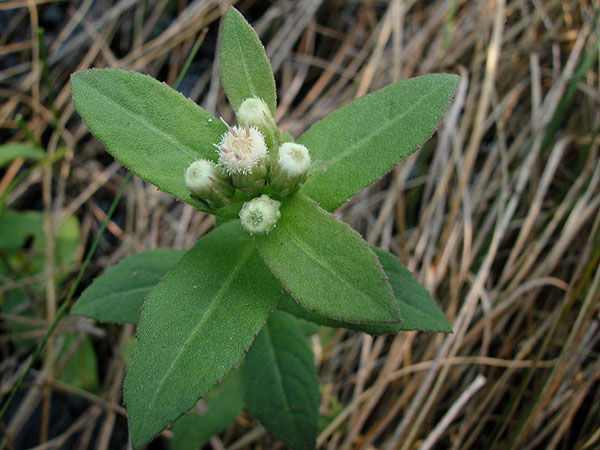 Pluchea foetida var. foetida