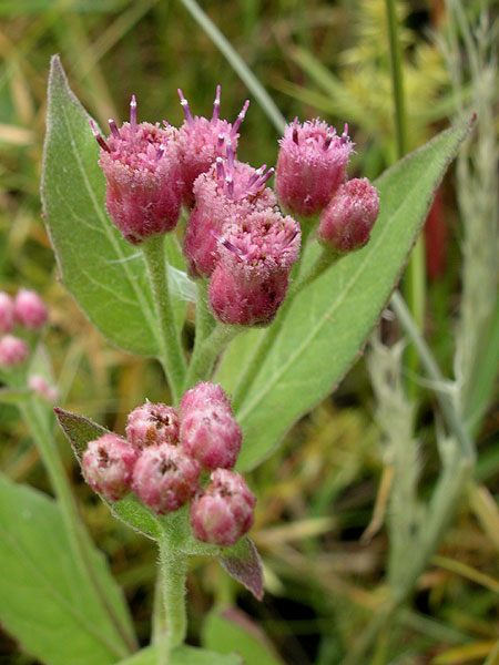 Salt Marsh Fleabane