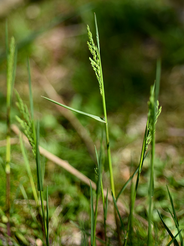 Poa pratensis