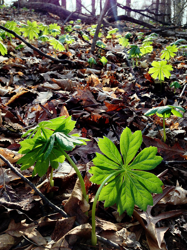 Podophyllum peltatum