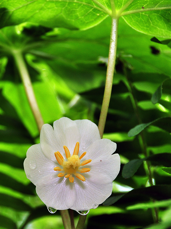 Podophyllum peltatum