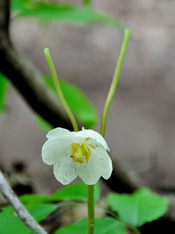 Podophyllum peltatum