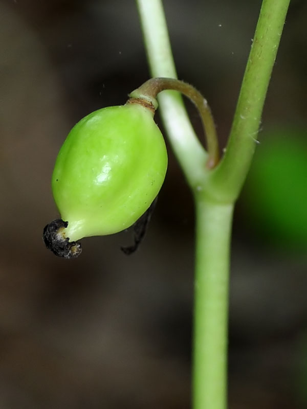 Mayapple