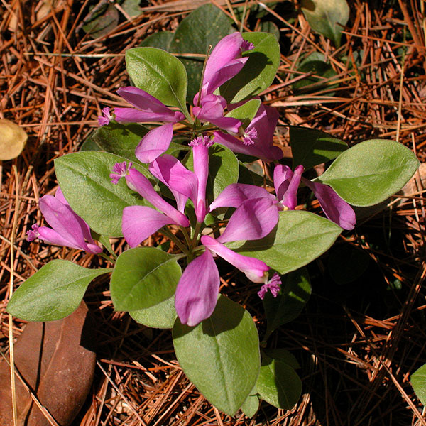 Gay-wing Milkwort