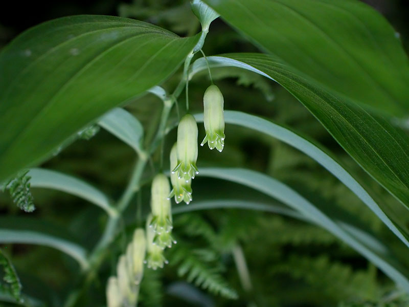 Solomon's-seal