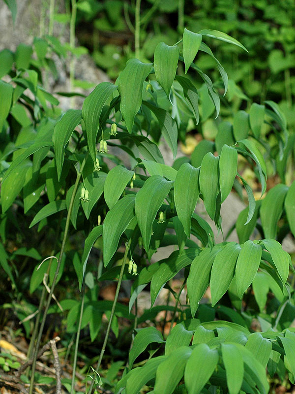 Polygonatum pubescens