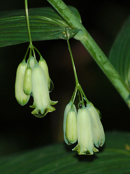 Polygonatum biflorum var. commutatum