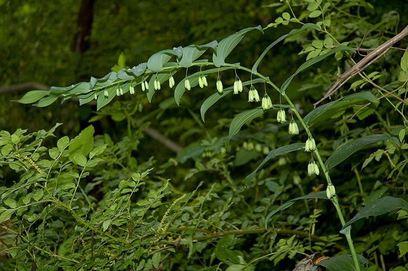 Polygonatum biflorum var. commutatum