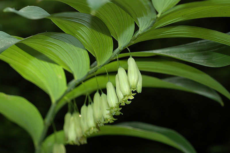 Polygonatum biflorum var. commutatum