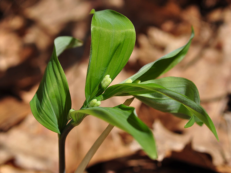 Polygonatum pubescens