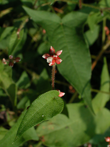 Triangle-leaf Tearthumb